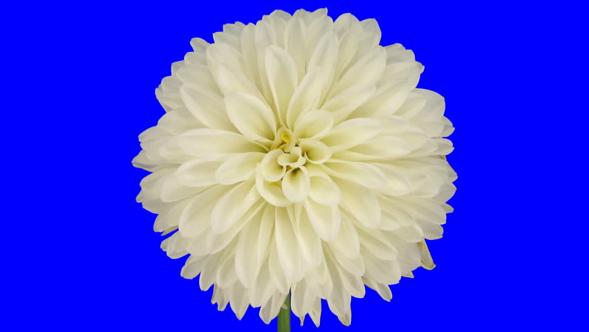 Time-lapse of dying white dahlia 4 chroma key 