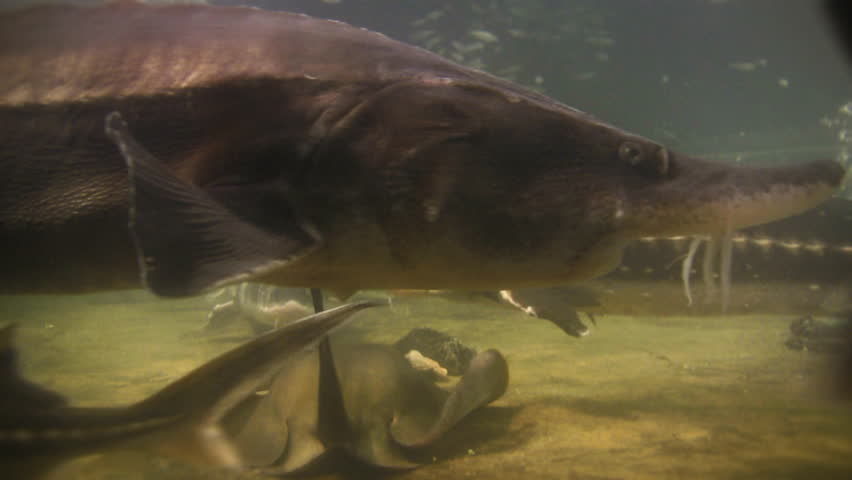 Underwater footage of various fishes and sting ray