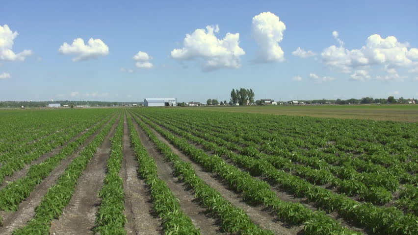 Farmer's field in Ontario, Canada. Timelapse shot.