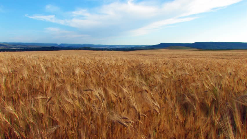 yellow ripe ears of wheat move from the wind