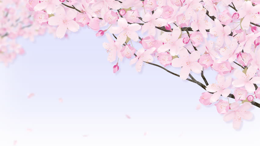 cherry tree.