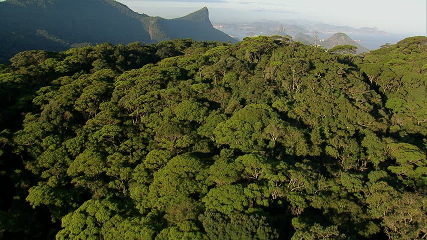 Flying over trees to reveal city, Rio de Janeiro, Brazil