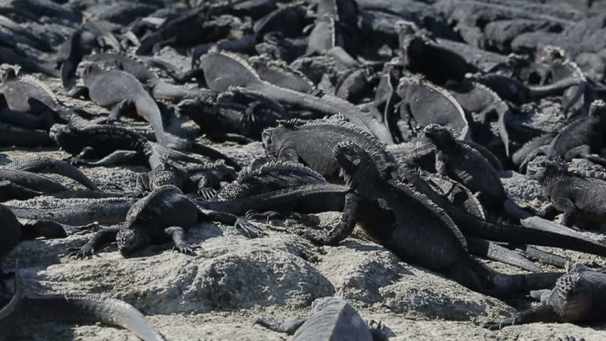 Header of iguanas