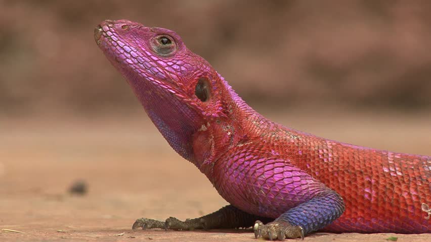 saurian
