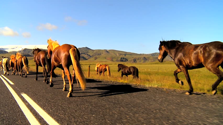 Herd of wild horses moving alongside tarmac roadway 60 FPS