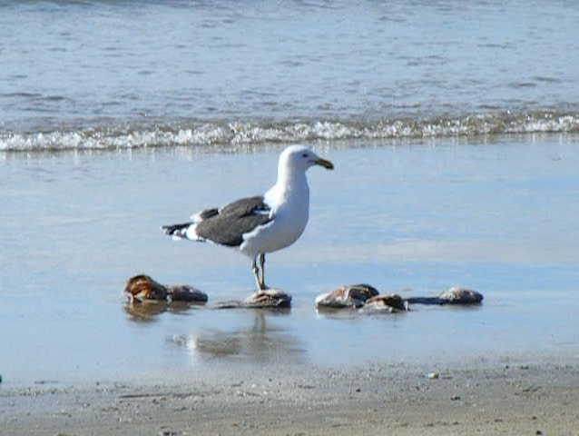 Gull feeding at the beach