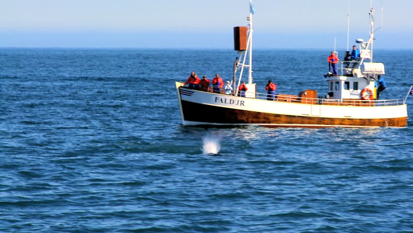 Eco-tourism boat taking people whale watching