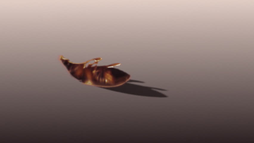 bug