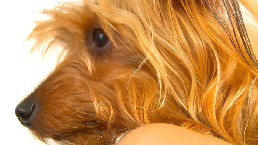 dog over white