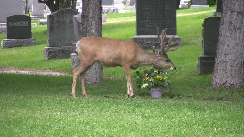 Utah Mule Deer in a city cemetery in Salt Lake City. Trees, bushes, headstones and garden. Buck with antlers in velvet eating flowers. 