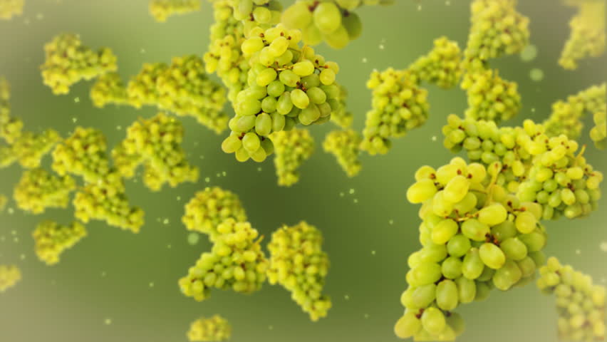 Grapes against green