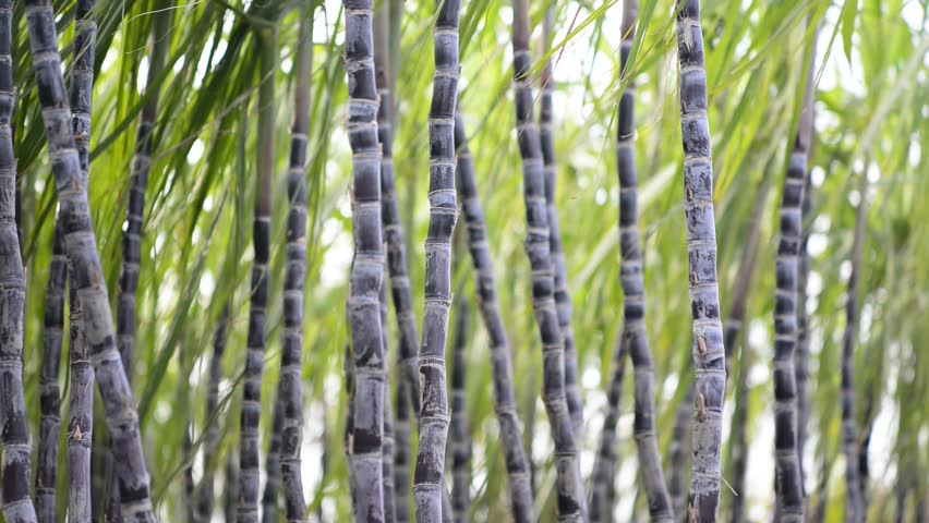 Image result for sugarcane in Kebbi
