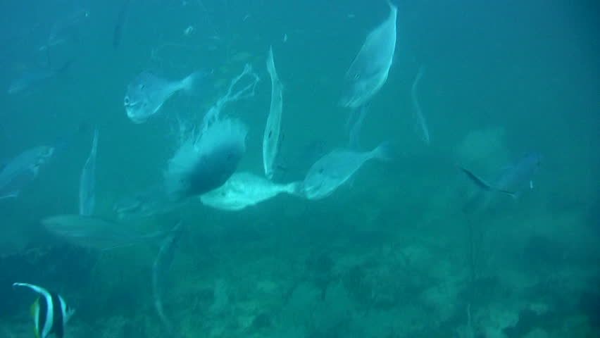 Header of Aluterus monoceros