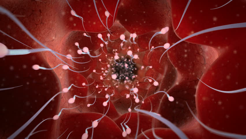 Group of sperm race in competition