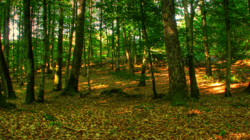 Sunset beams in forest, HD motorized time lapse clip, high dynamic range imaging