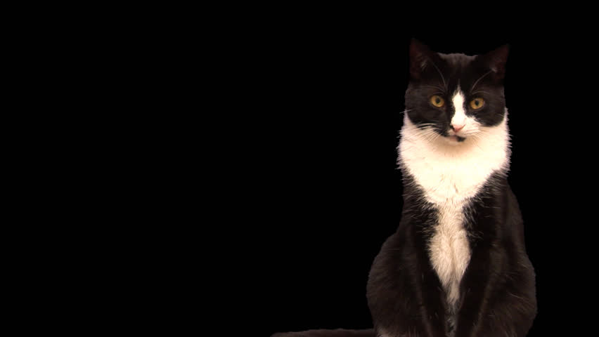 alpha channel cat moves towards camera