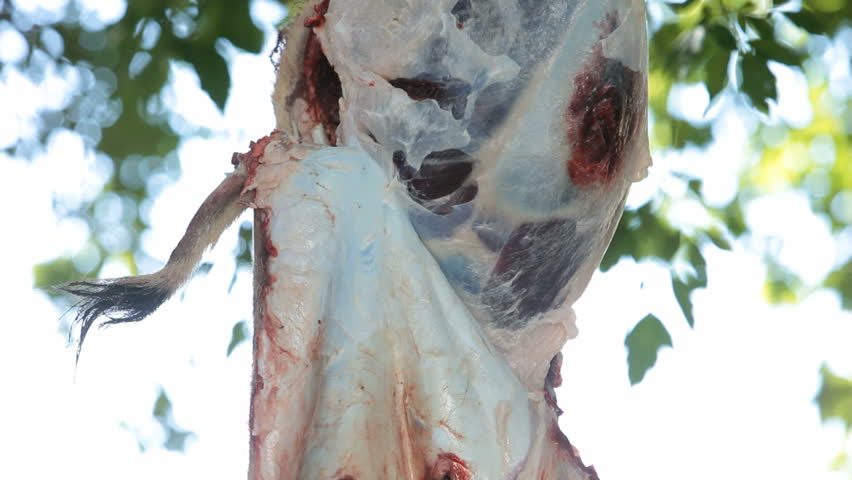 dead mule deer being skinned by the hunter. After being shoot with a bow and arrow during a hunt. Fresh killed. Sport and recreation in many parts of the world. Some consider it cruel.