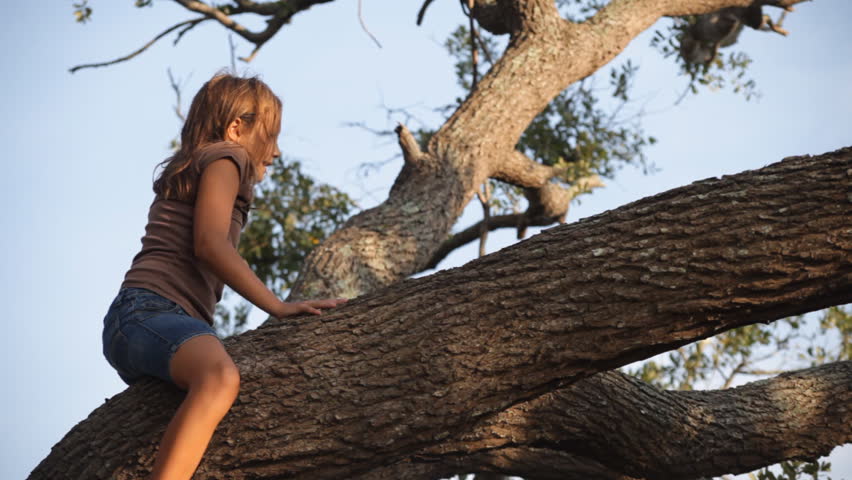 A gentle breeze and golden late afternoon light frames a young girl climbing up in a tree.