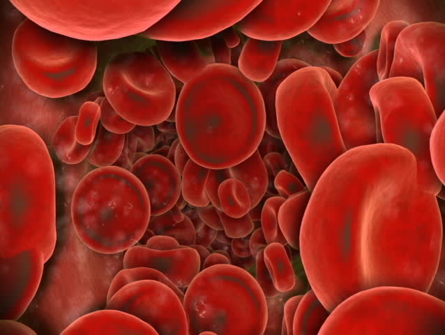 Red blood cells.
