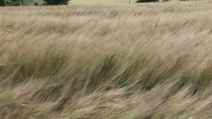 Blowing field