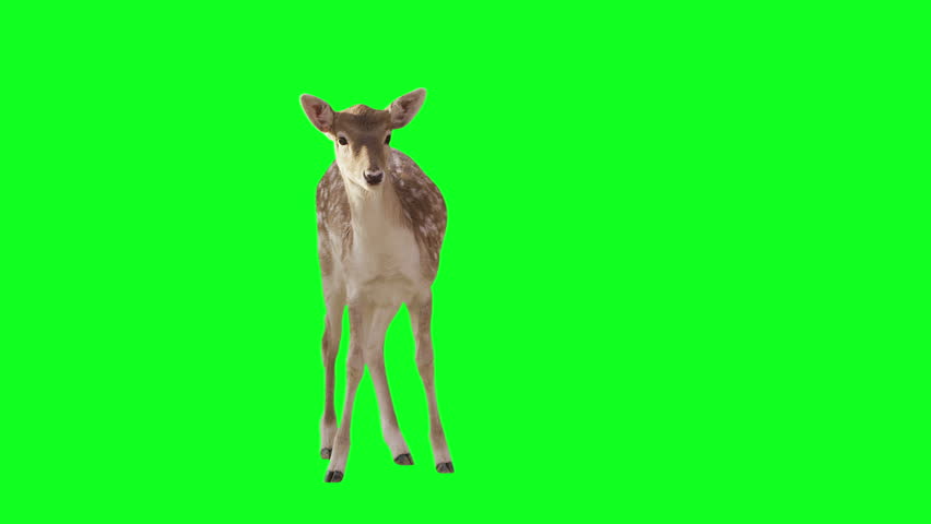 Green Screen Stock Footage