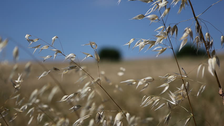 Harmony and beauty in the crop field