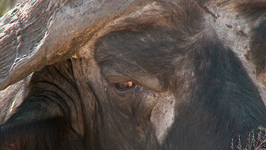 Close up of a buffalo head, zooming out to reveal a sitting buffalo chewing the cud