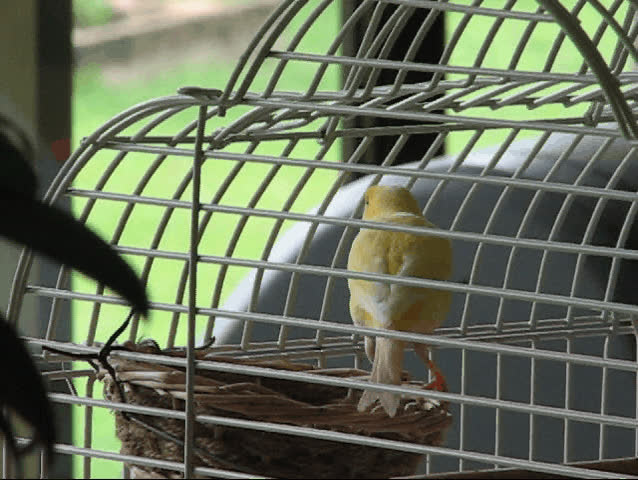 Songbird in a cage