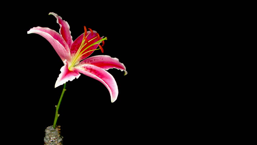 Time-lapse of dying pink lily isolated on black 1 