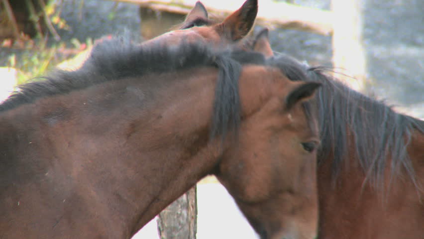 Horses groom one another (2 of 2)