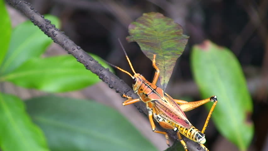 Grasshopper