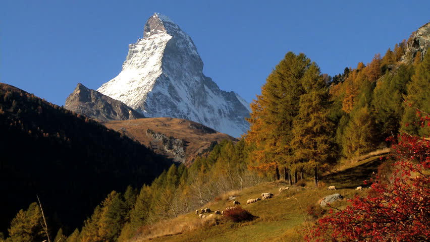 Sheep grazing in an alpine meadow in fall, Matterhorn,Switzerland behind
