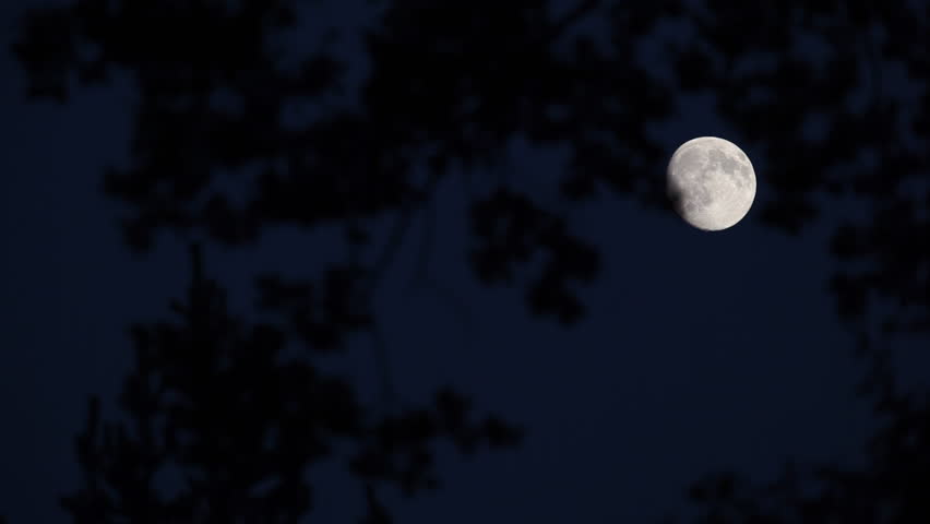 Almost full moon moving fast across dark night sky (shot through branches of a majestic tree)