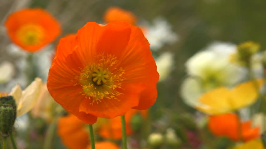 Close up of orange poppy swaying in the wind 