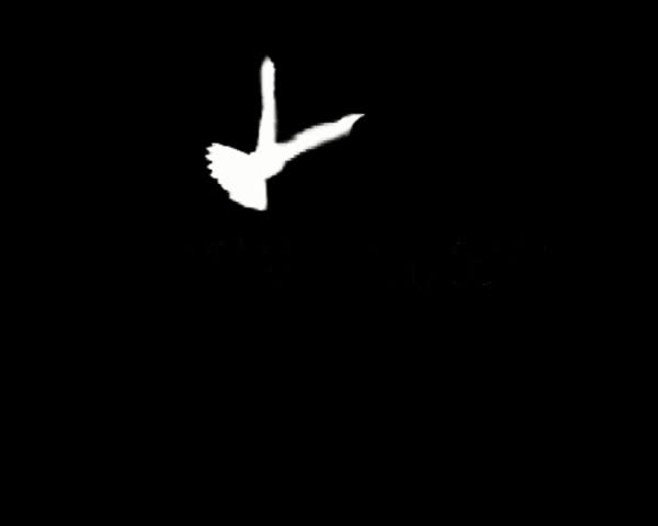 Birds Animation