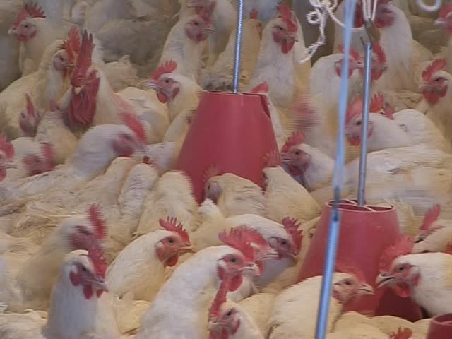 chicken farm, several different video clip in one video footage