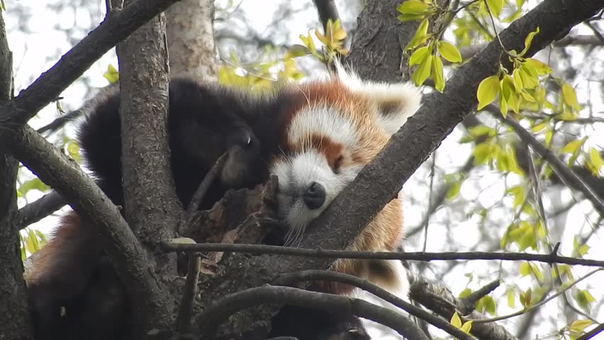 Header of Ailurus fulgens