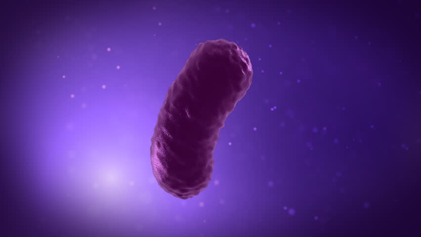Rapid multiplication of bacilus  bacteria