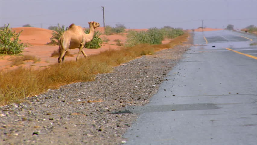 camel walk over street