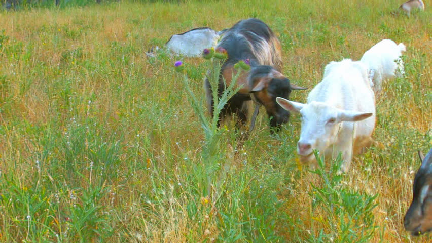 HD goats on pasture, Canon XH A1, FullHD video, 1080p, 25fps, progressive scan 