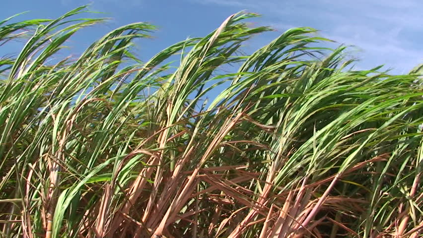 strong winds blow through a Maui  cane field