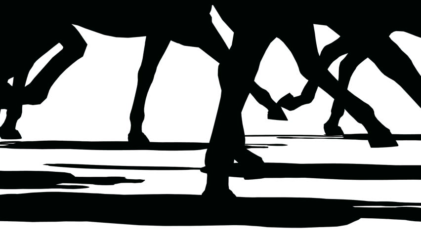 Close up of feet of herd of running horses, black silhouette on white background 