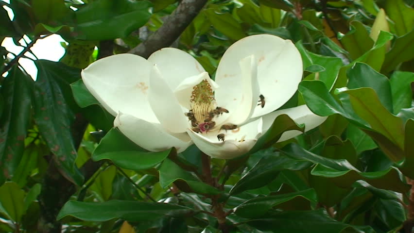 zoom in to magnolia flower covered  with bees 