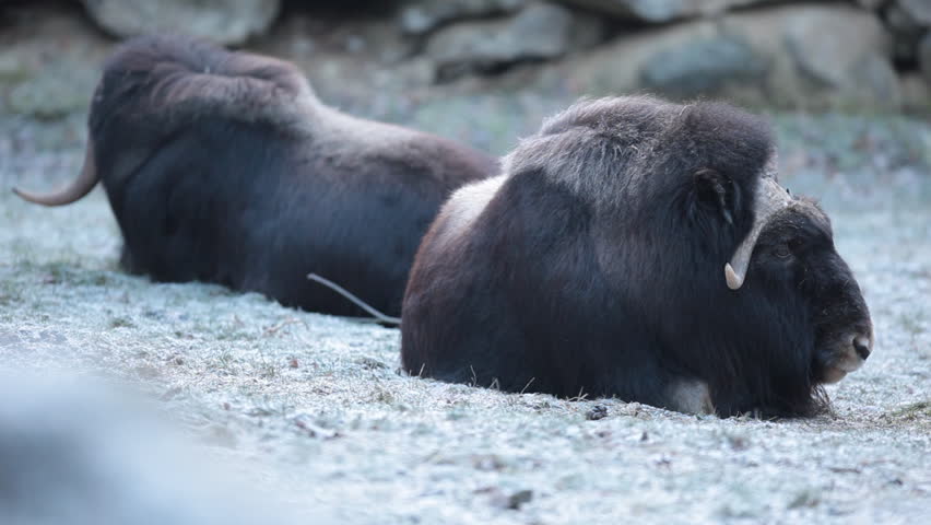 musk ox (Ovibos moschatus) in nature 