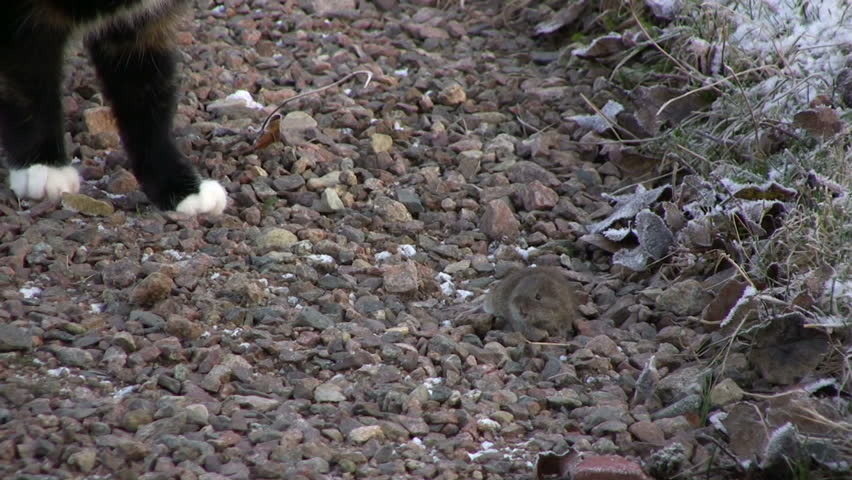 Cat eat mouse and play