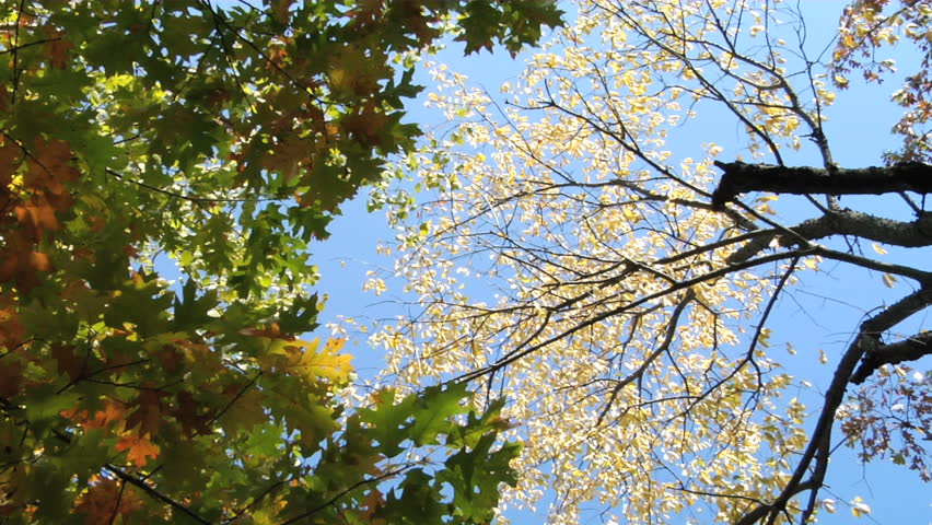 A unique viewpoint of autumn trees, seen from directly below.