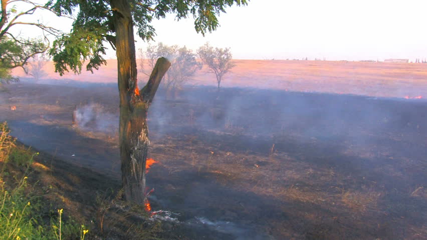 HD Smoking burning tree, Canon XH A1, FullHD video, 1080p, 25fps, progressive scan 