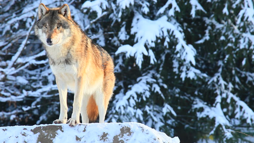 Wolf
