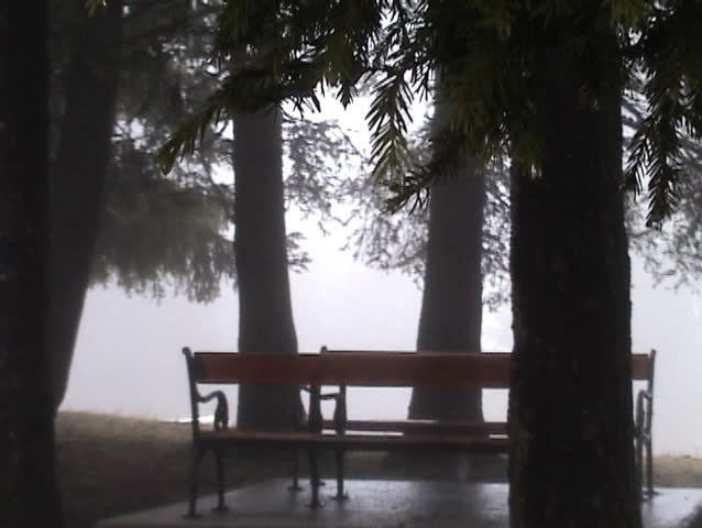 Girl walking through misty woods, one video clip