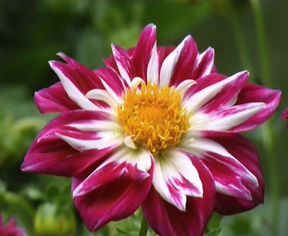 dahlia with bumblebee